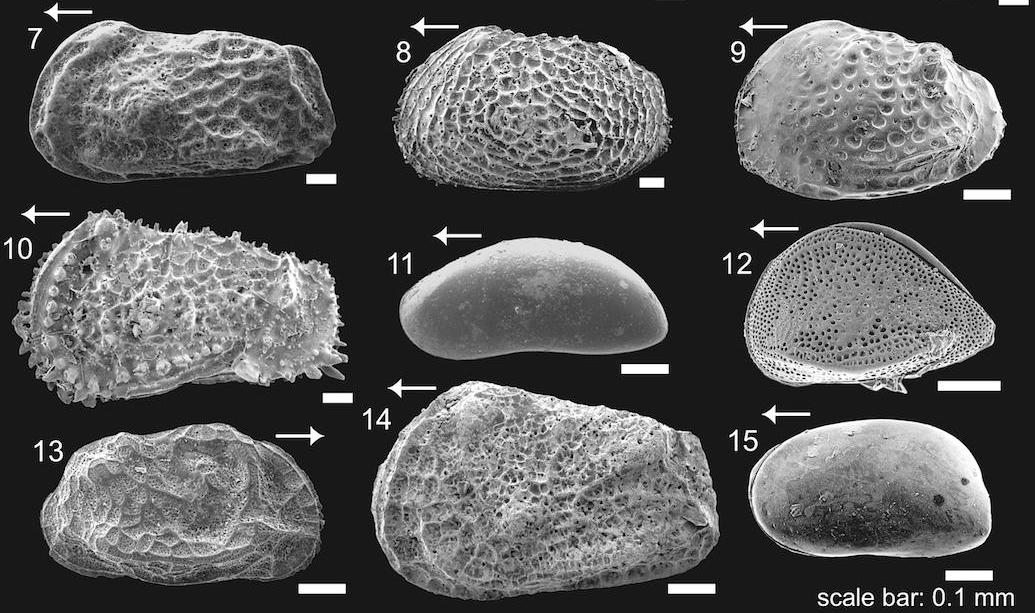 Представитель Семейства Schizocytheridae
